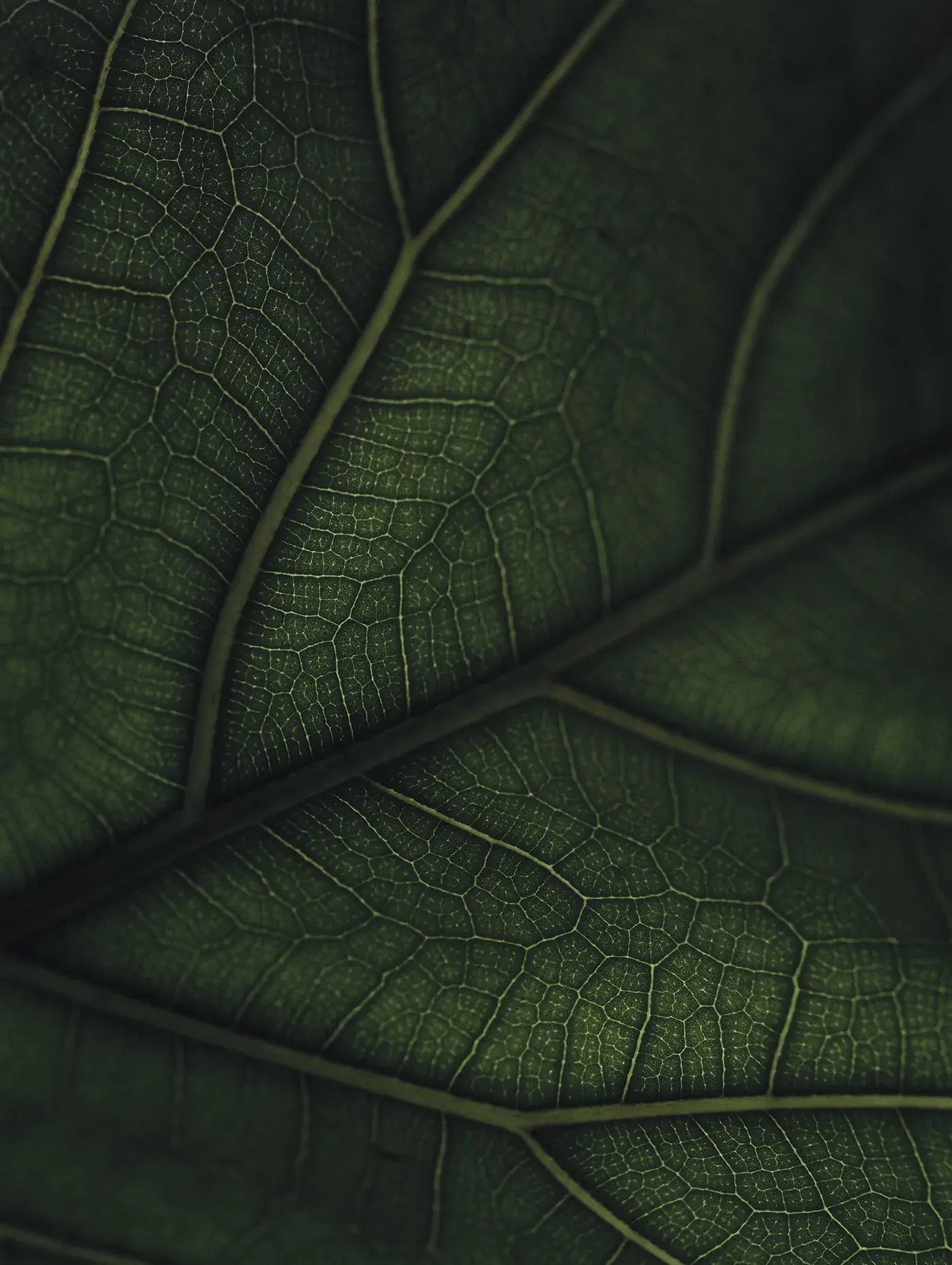 Green Home Book