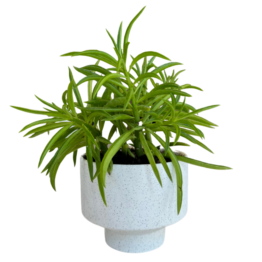 Potted Peperomia Green Bean in Speckled Pot