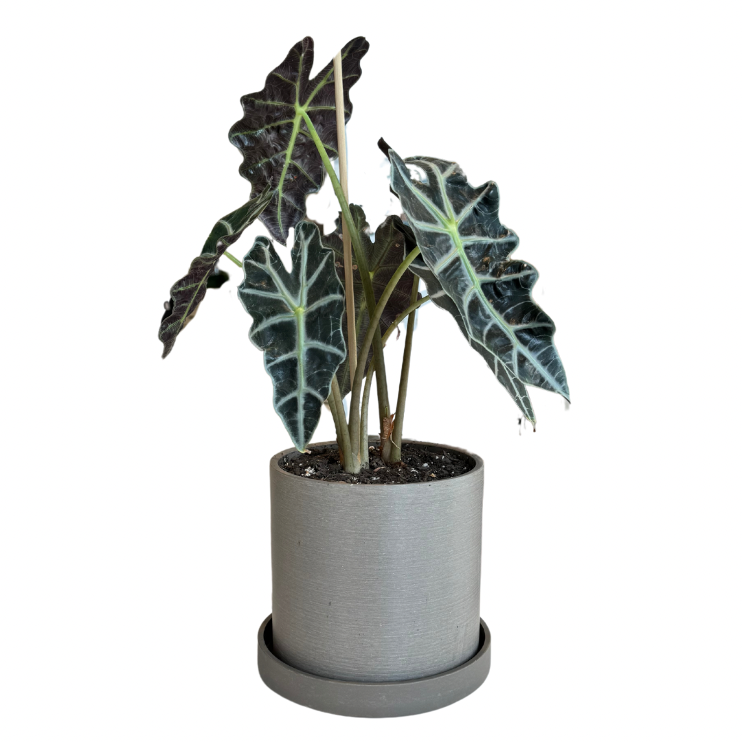 Potted Silver Dragon in Beachwood Pot