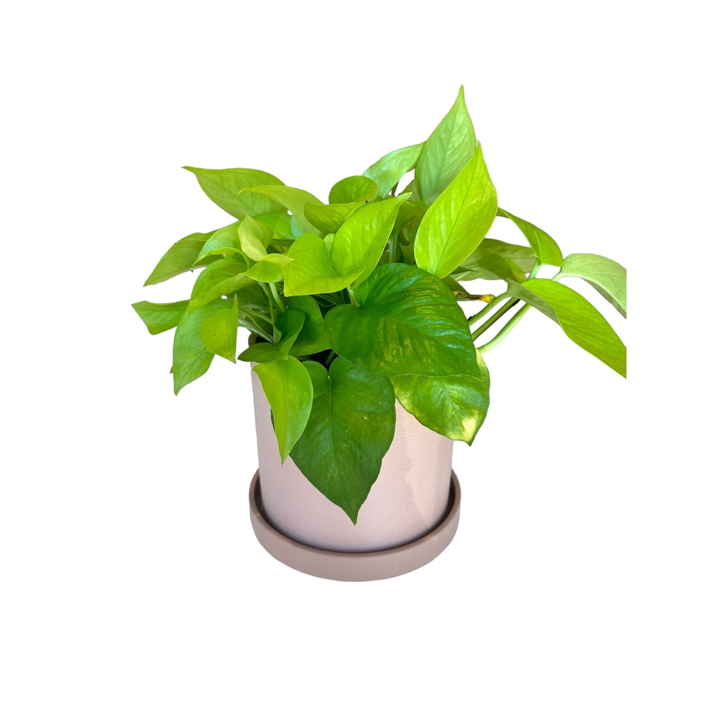 Potted Pothos Neon in 7" Pink Pot