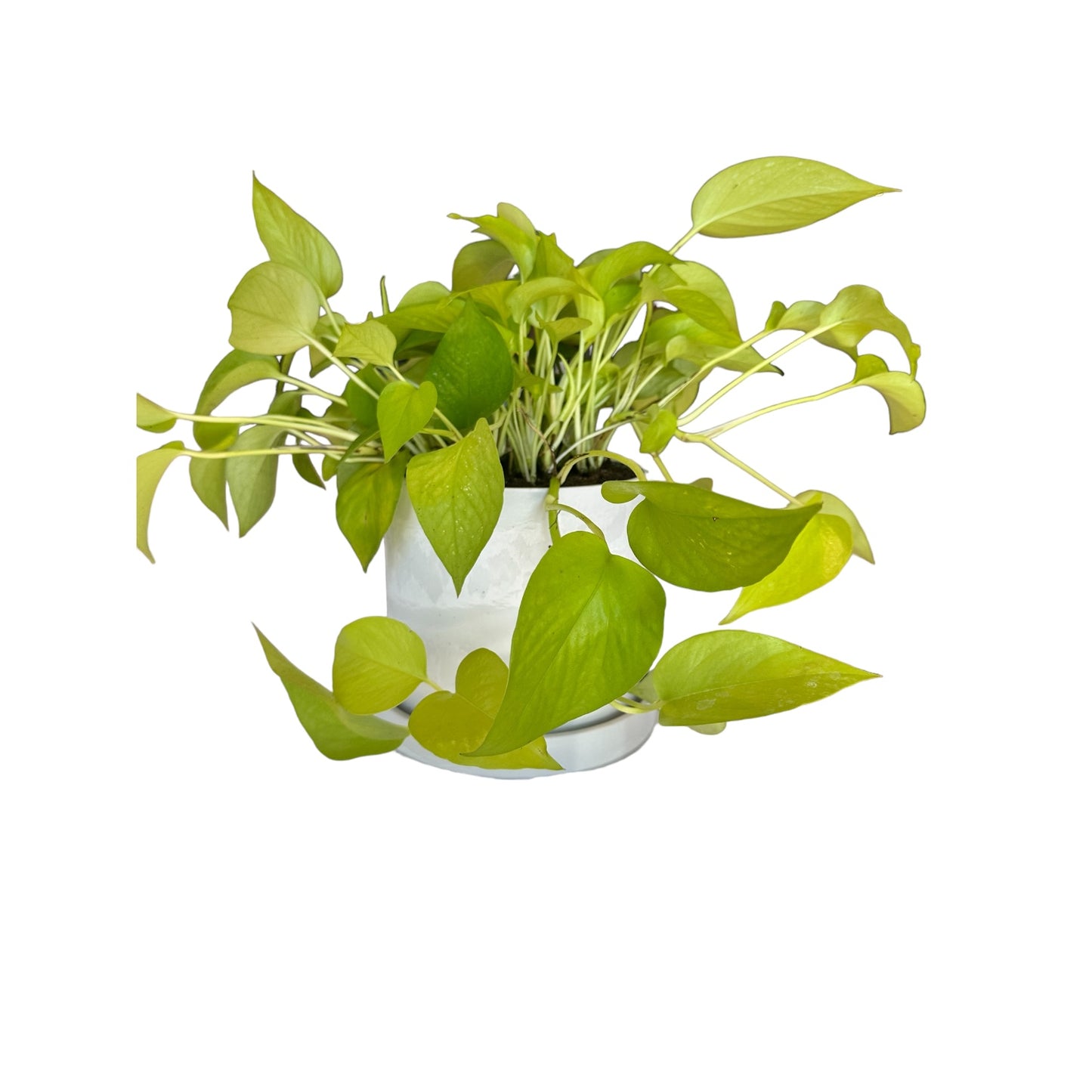 Potted Pothos Neon in 7" White Pot