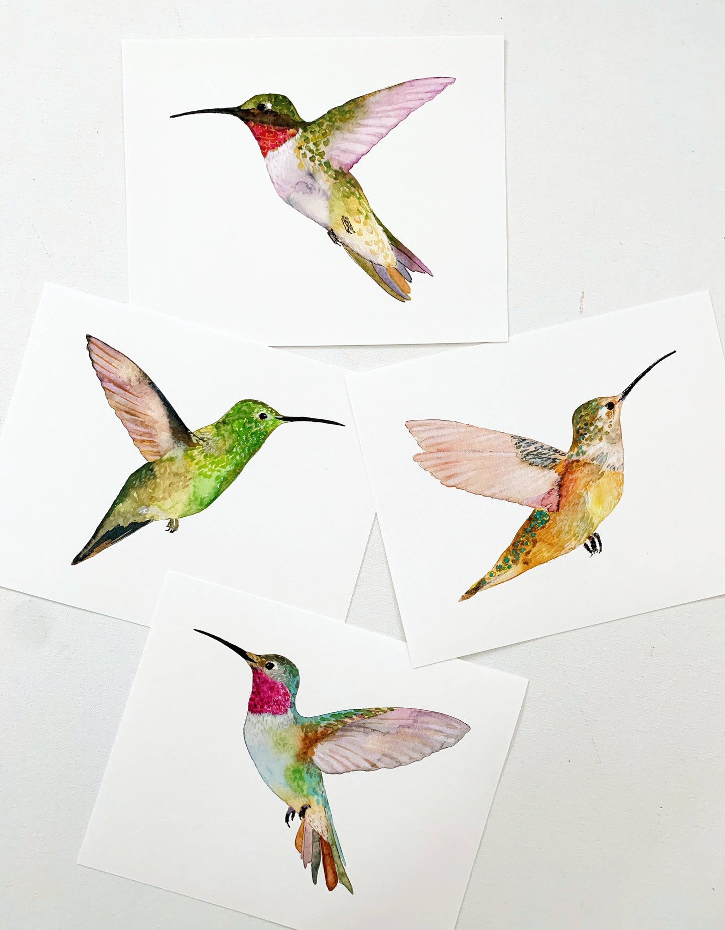 Rofous Hummingbird, Art Print: 8"x10"