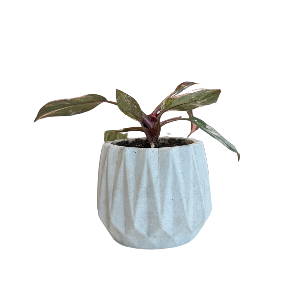 Potted Philodendron Pink Princess in Geo Planter