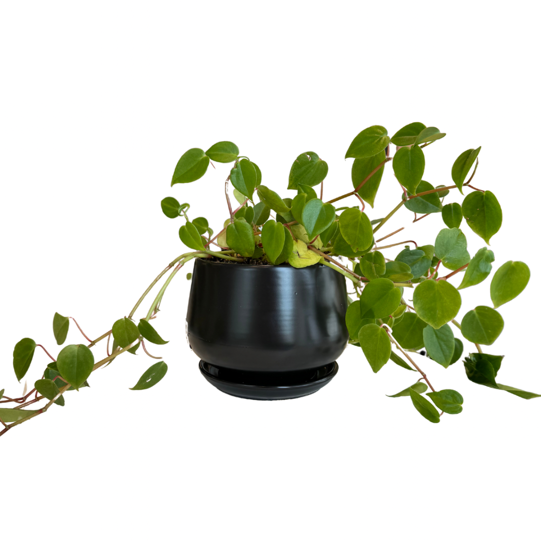 Potted Peperomia Cupid in 5" Ceramic Pot