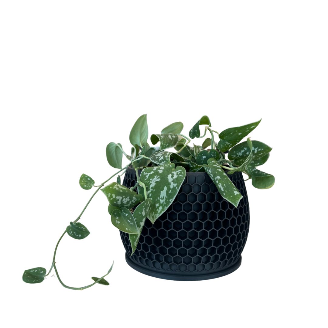 Potted Honeycomb Pot with Satin Pothos