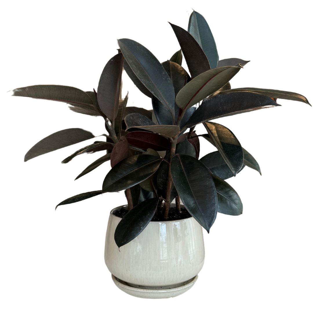 Potted Ficus Burgundy in Black Ceramic Pot