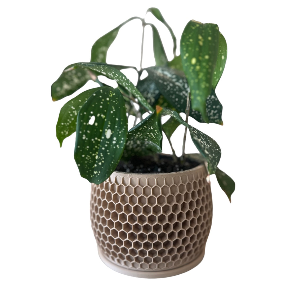 Potted Dracaena Godseffiana in Honeycomb Planter