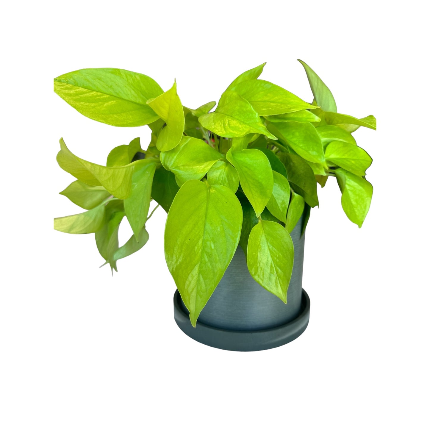 Potted Pothos Neon in 7" Green Pot